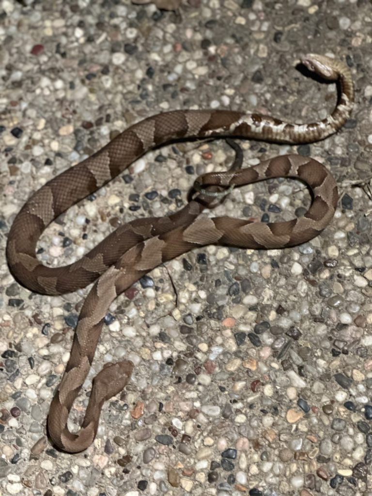 Copperheads Post Coitus Interruptus